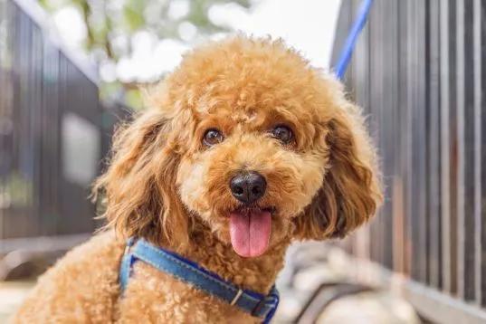 网络牛逼姐网名，网络牛逼姐（可爱又难忘的女生网名）