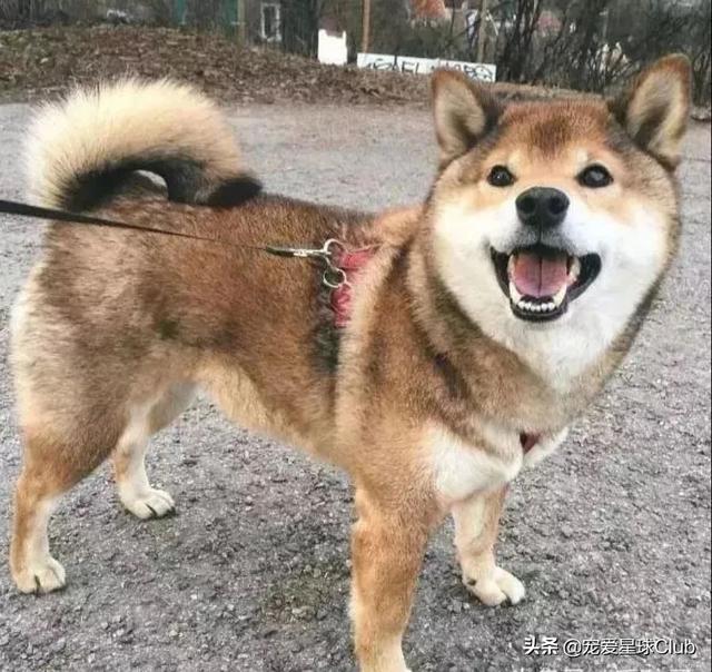 小狗的简单介绍，狗的介绍手抄报（狗狗也分高低贵贱）