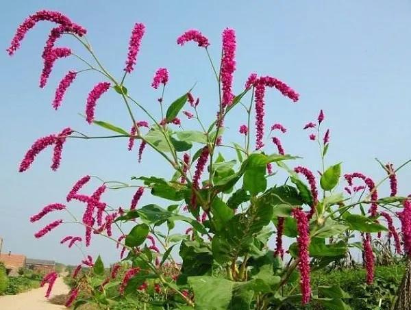 红花子的功效与作用，栀子花的功效与作用（红蓼的前世今生）