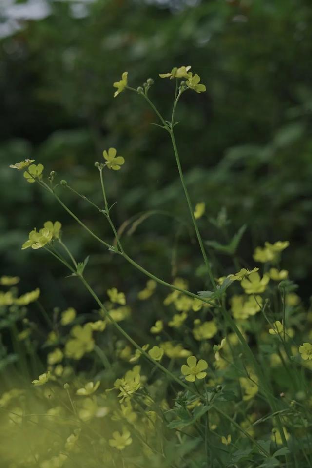 南京春天吃的野菜，比王宝钏更懂野菜的，是南京人