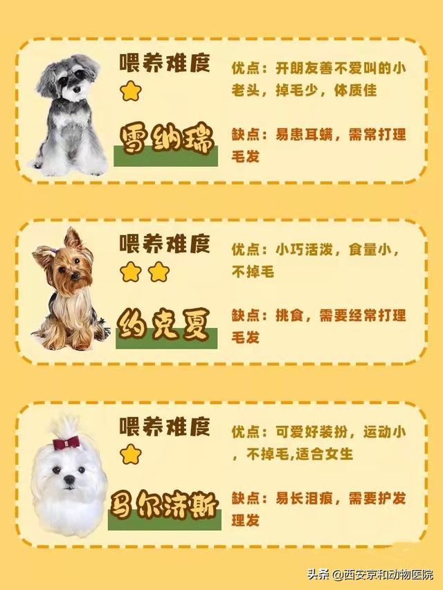 狗的品种名大全，新手养狗课堂丨常见16种狗狗优缺点及喂养难度合集