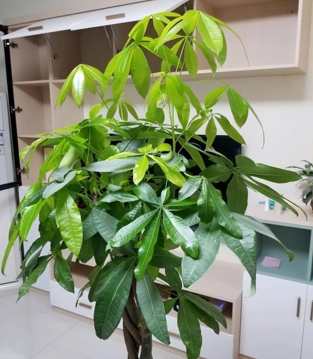 室内养什么花最好，适合家里养的18种花（空气质量高很美观）