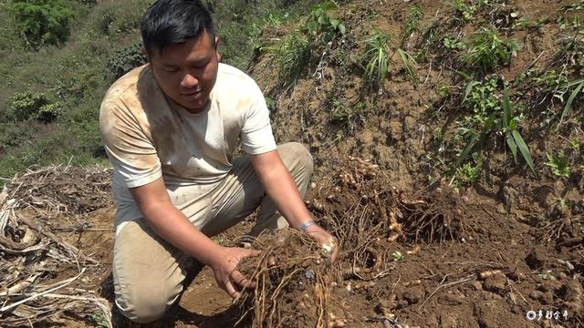 黑心姜的功效与作用，白姜的功效与作用图片（金平：春耕正当时 种姜来致富）