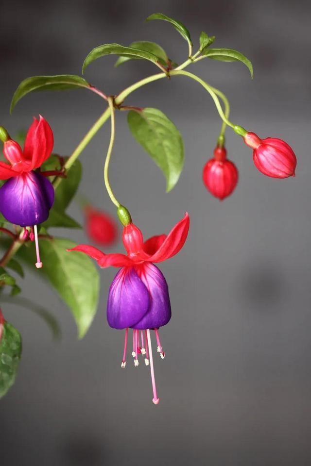 灯花有什么寓意，各种花灯的寓意（吉祥的灯笼花）