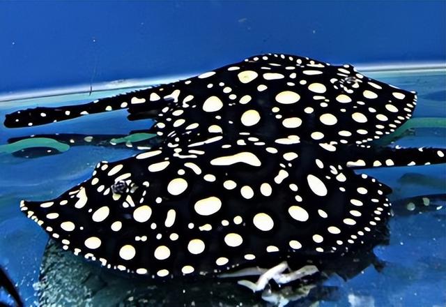 三大流氓鱼观赏鱼,三大流氓鱼观赏鱼都是什么(不适宜混养的中大型观赏