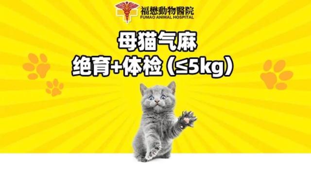 猫怀孕1到9周变化图片，猫怀孕各阶段症状（猫咪假孕，害猫不浅）