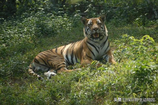 深圳世界之窗门票多少钱一张，深圳世界之窗晚上门票多少（动物园\u0026世界之窗/欢乐海岸水秀）