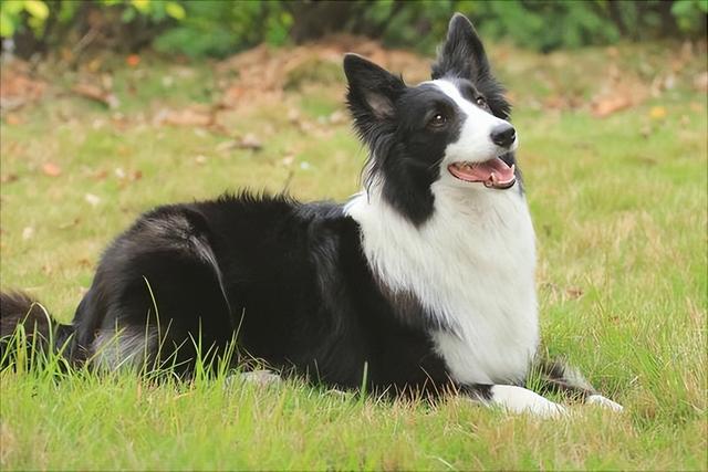如何正确饲养边境牧羊犬，教你怎么饲养边境牧羊犬