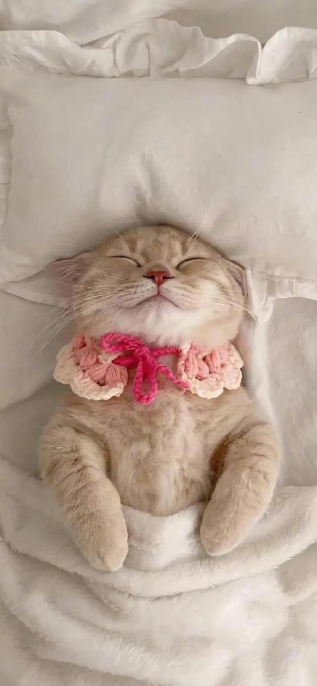 小猫可爱图片，小猫可爱图片 呆萌（猫咪壁纸‖好可爱呀）