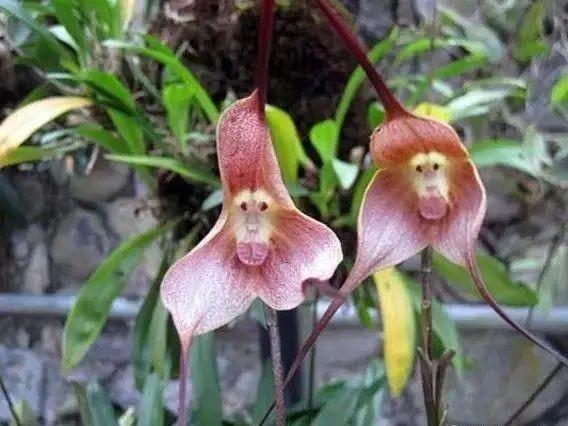 狐尾兰虎斑兜兰花蜘蛛兰黄花杓兰堇花兰卡特兰之大猪哥坚士利喇叭唇风