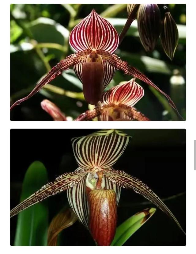 世界上最贵的花，世界上什么花最贵（世界上最贵的花你知道有多贵吗）