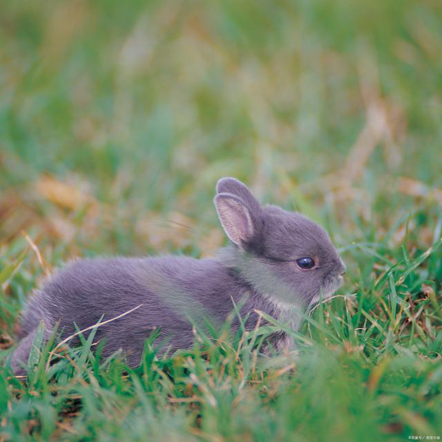 兔子会得哪些病，兔子都得什么病（兔常见病的症状及治疗方法）