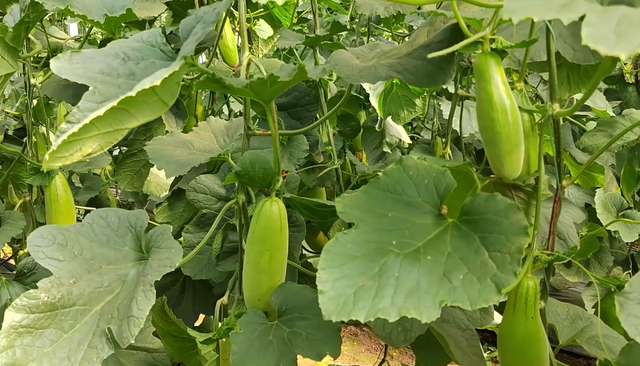 水果酵素怎么做，蜂蜜水果酵素怎么做（看起来高端的酵素）