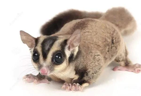 蜜袋鼯，有什么优点和缺点（蜜袋鼯多大成年）