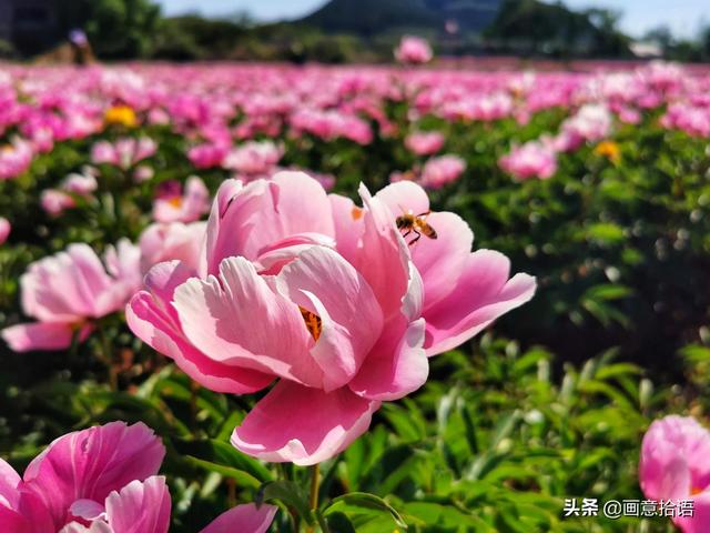 美丽动人是什么意思，美丽动人是形容什么的（邀您领略春末夏初“花相之美”）