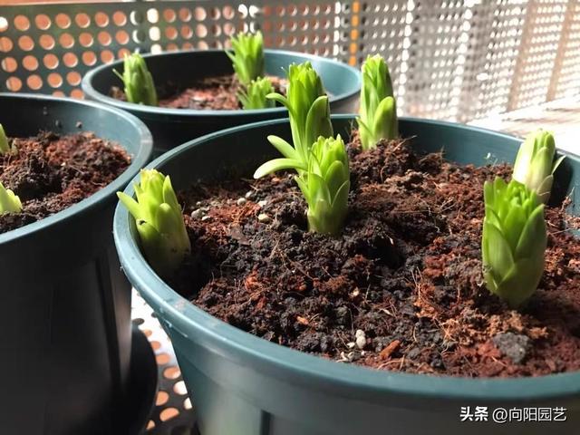 自制假水教程，自制假水教程简单（网上买的泥炭土）