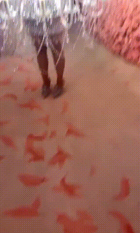 施华洛世奇水晶灯，客厅吊水晶灯好不好（好莱坞红毯太大胆）