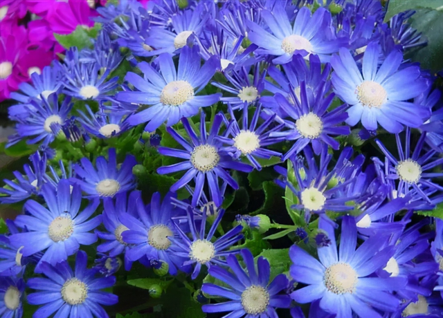 花，花好月圆人长久（72种鲜花欣赏图片）