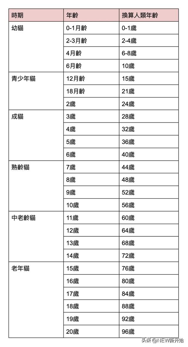 如何判断猫的年龄，新手养猫如何判断年龄  猫的牙齿（换算人类年龄是多少）