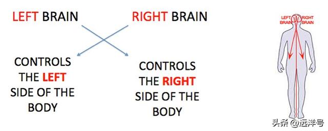 左右脑的功能和作用图，左右大脑的功能与作用（了解左右大脑）