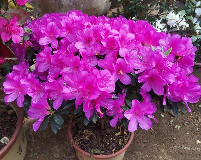 又高又深的花盆适合种什么花，高花盆适合种什么花（5种“贵气花”）