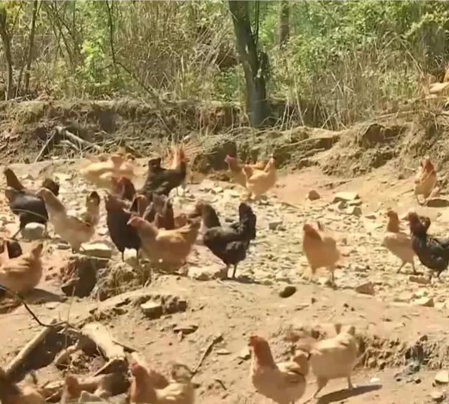梦见好多鸡蛋捡鸡蛋是什么意思，梦见捡好多鸡蛋什么意思（湖南男子承包1200亩荒山）