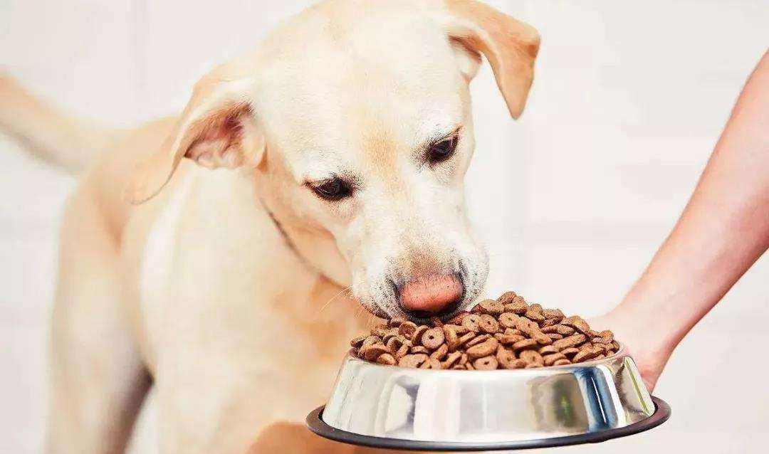 狗狗能吃的东西，狗狗能吃的东西零食（狗狗能吃的20种“人类食物”）