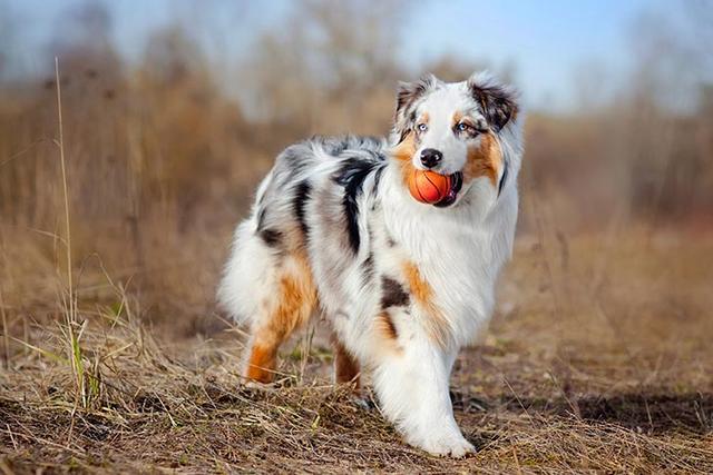 十大适合家养的大型犬，十大适合家养的大型犬短毛（几种可爱\