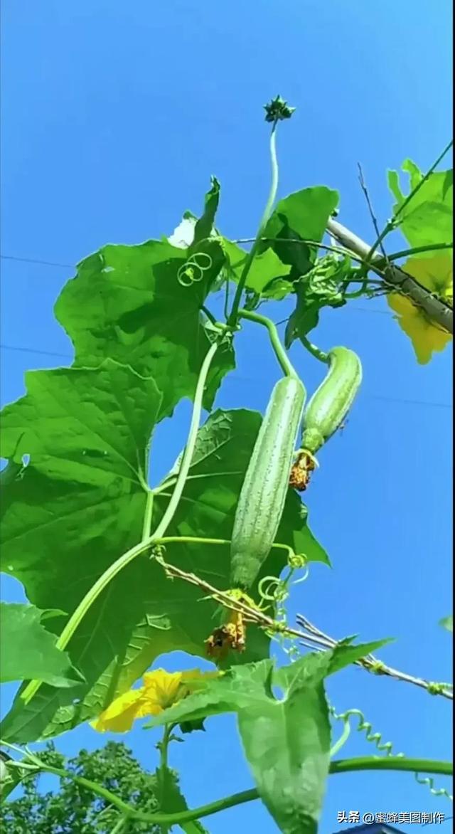 四个季节各有什么水果和蔬菜，四个季节各有什么水果和蔬菜和水果（60张水果蔬菜壁纸美图）