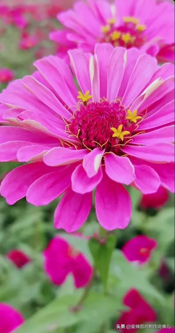 美美美的，美美美的表情包（壁纸美图）