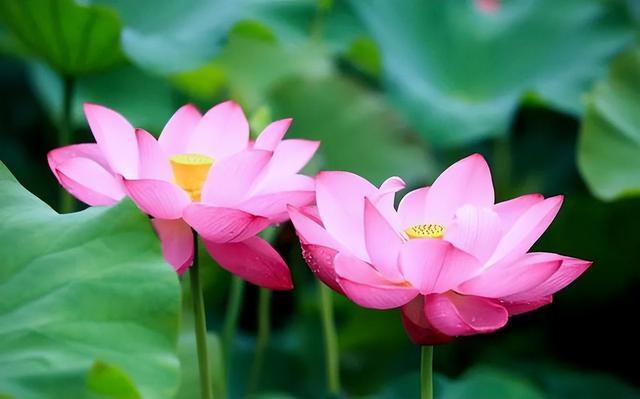 形容花漂亮唯美的诗句，形容花花草草非常优美的诗句（看盛夏最美丽的景象）