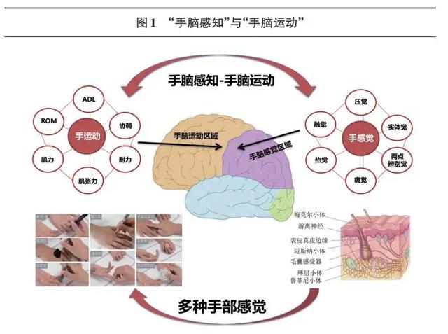 手指灵活度训练，如何训练孩子的手指运动（孩子的手指灵活程度与智力相关）