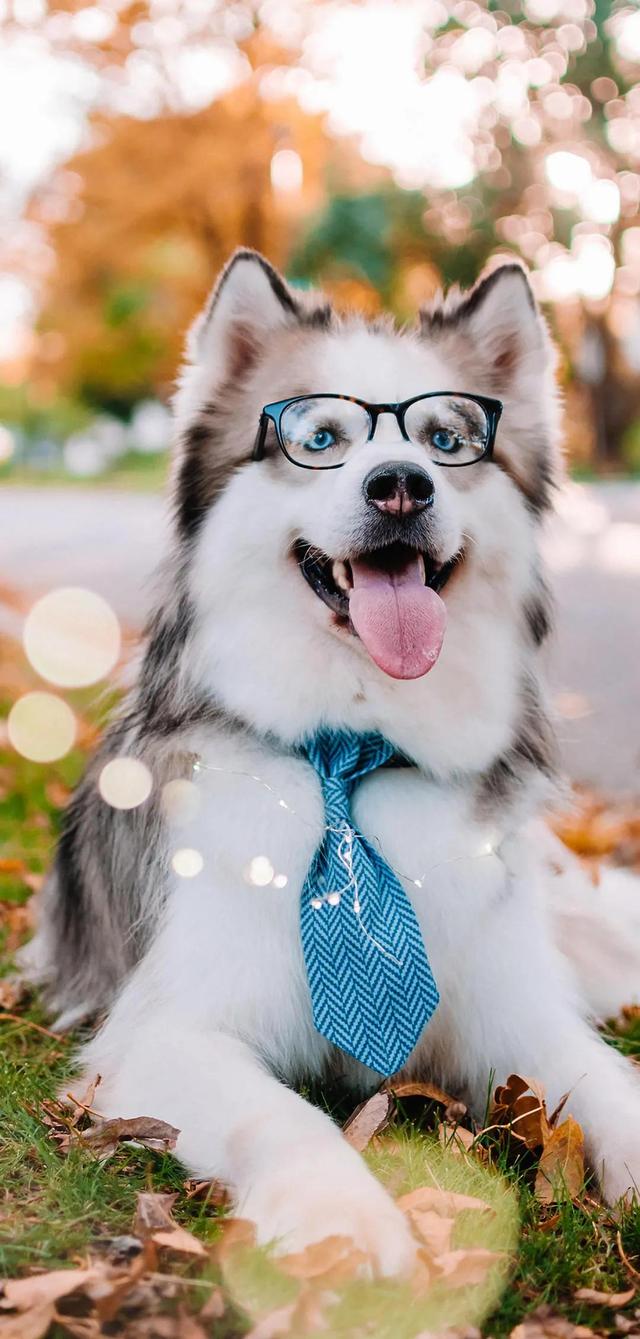 治愈系暖萌动物高清壁纸，温暖治愈系卡通图片（壁纸丨高清全屏萌萌的动物壁纸）