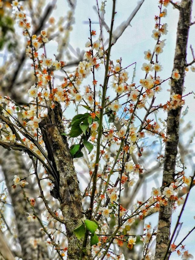 含羞的成语有哪些，含羞的诗句和成语（青梅含羞待佳人）