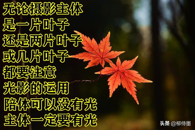 怎么拍照片好看，手机怎么拍照片好看（照片不能“瞎拍”）