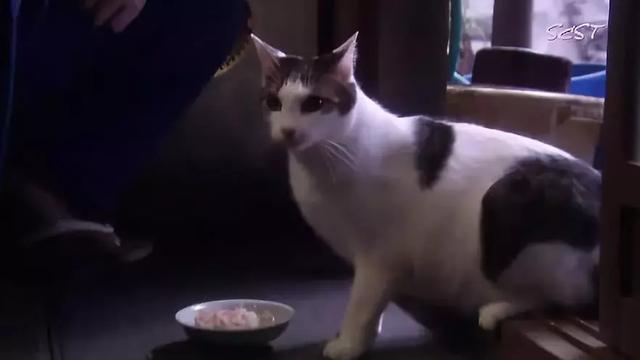 深夜食堂故事简介,电影深夜食堂故事简介(翻拍无数次的《深夜食堂》在讲什么) 深夜食堂故事简介,电影深夜食堂故事简介(翻拍无数次的《深夜食堂》在讲什么)