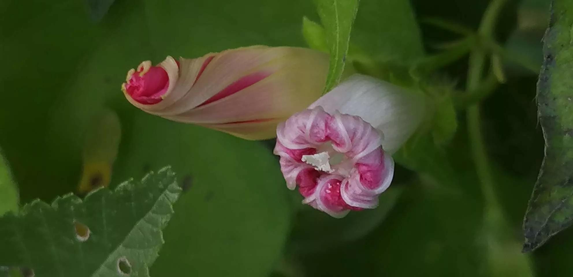 牵牛花图片大全，牵牛花品种大全（与君共赏牵牛花美图大全）