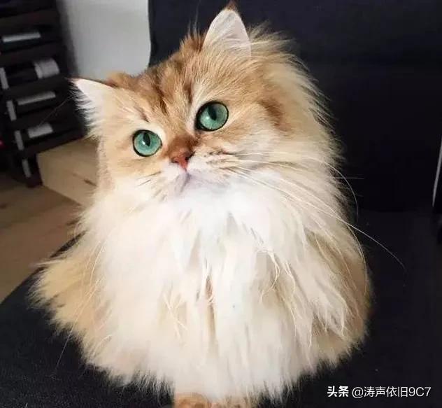 世界上最美的猫咪，世界上最美的猫咪图片（最漂亮的猫）