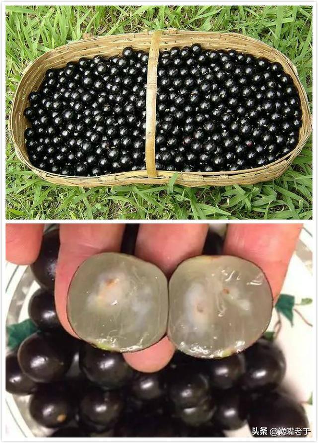 怎么挑选嘉宝果，怎么挑选嘉宝果选树叉多的好吗（惊蛰过后：无论有钱没钱）