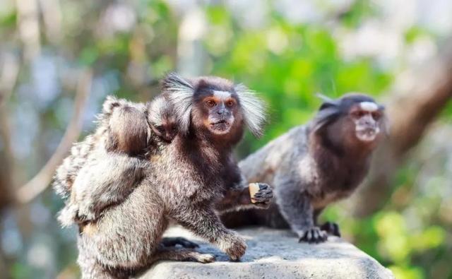 海母和水母区别，海母和水母图片大全（罕见的36张照片）