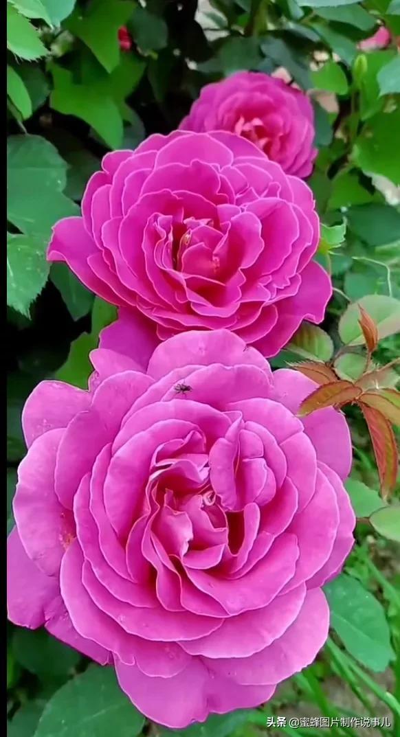 美美美的，美美美的表情包（壁纸美图）