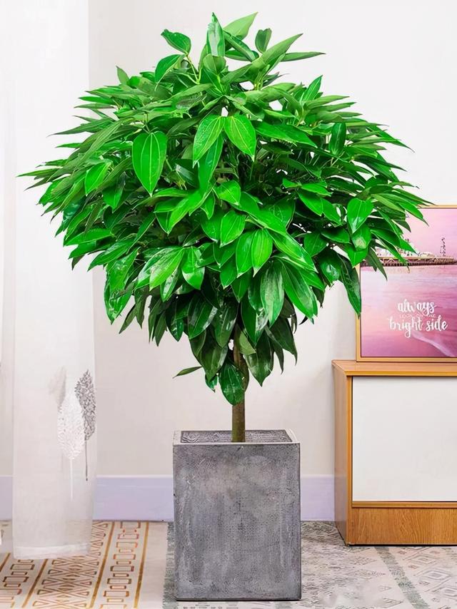 庭院十大吉祥树排名，庭院栽什么树最旺宅（10种吉利树）