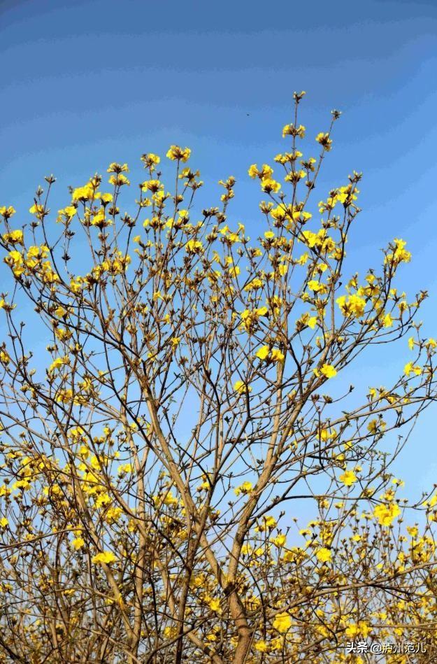 黄花风铃木寓意，龙马潭已变成花花世界