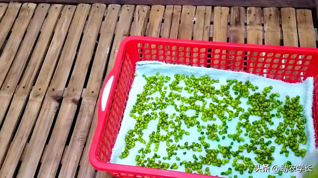 家庭绿豆种植简单方法技术，家庭绿豆种植简单方法技术说明（教你在家自发绿豆芽）