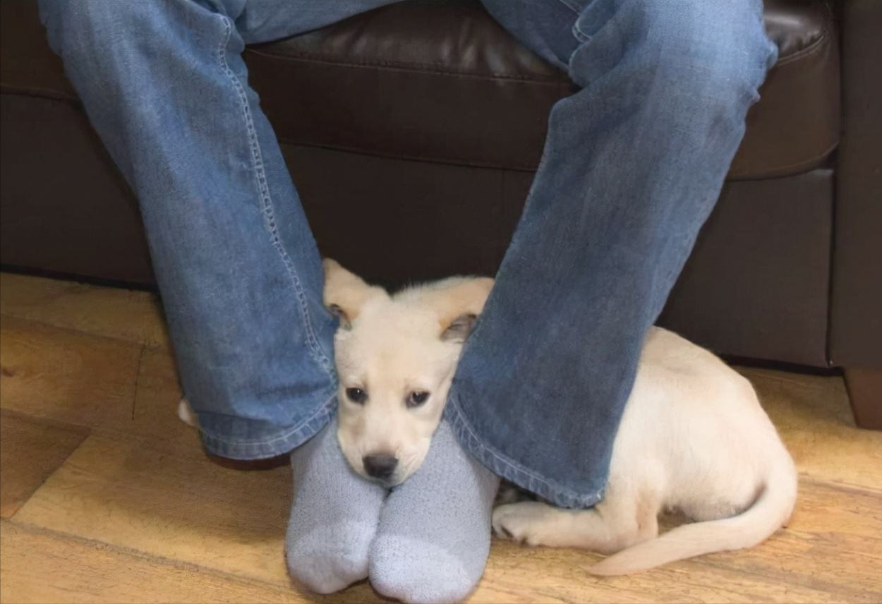 狗狗趴在我身上很快就能睡着，狗狗趴在我身上很快就能睡着为什么（真的是因为爱你吗）