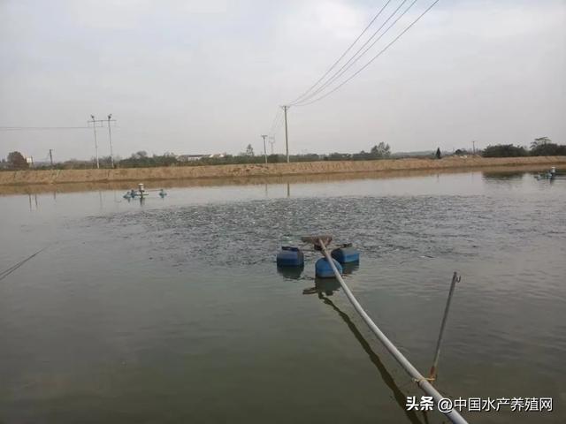 黄辣丁养殖成本与利润，在农村养殖黄腊丁（这个另类养殖模式）