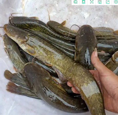 ⑤土鲶鱼