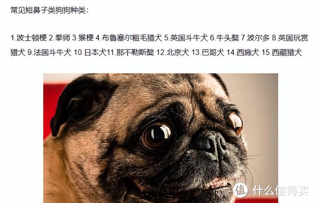 飞机托运收费多少钱一斤，飞机托运收费多少钱一斤2021（可能是全网最全的宠物航空托运攻略）