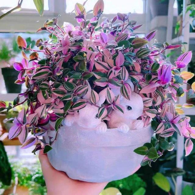 绿天鹅绒海芋养殖方法，5种“贵族花”（绿天鹅绒海芋养殖方法图片）