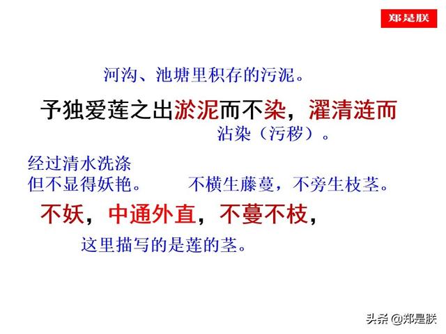 爱莲说原文朗读，爱莲说拼音版原文（部编人教版七年级语文下第17课《爱莲说》周敦颐-诵读+课件）